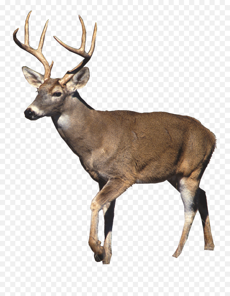 Deer Elk Reindeer Terrieasterly - White Tailed Deer Transparent Emoji,Elk Emoji