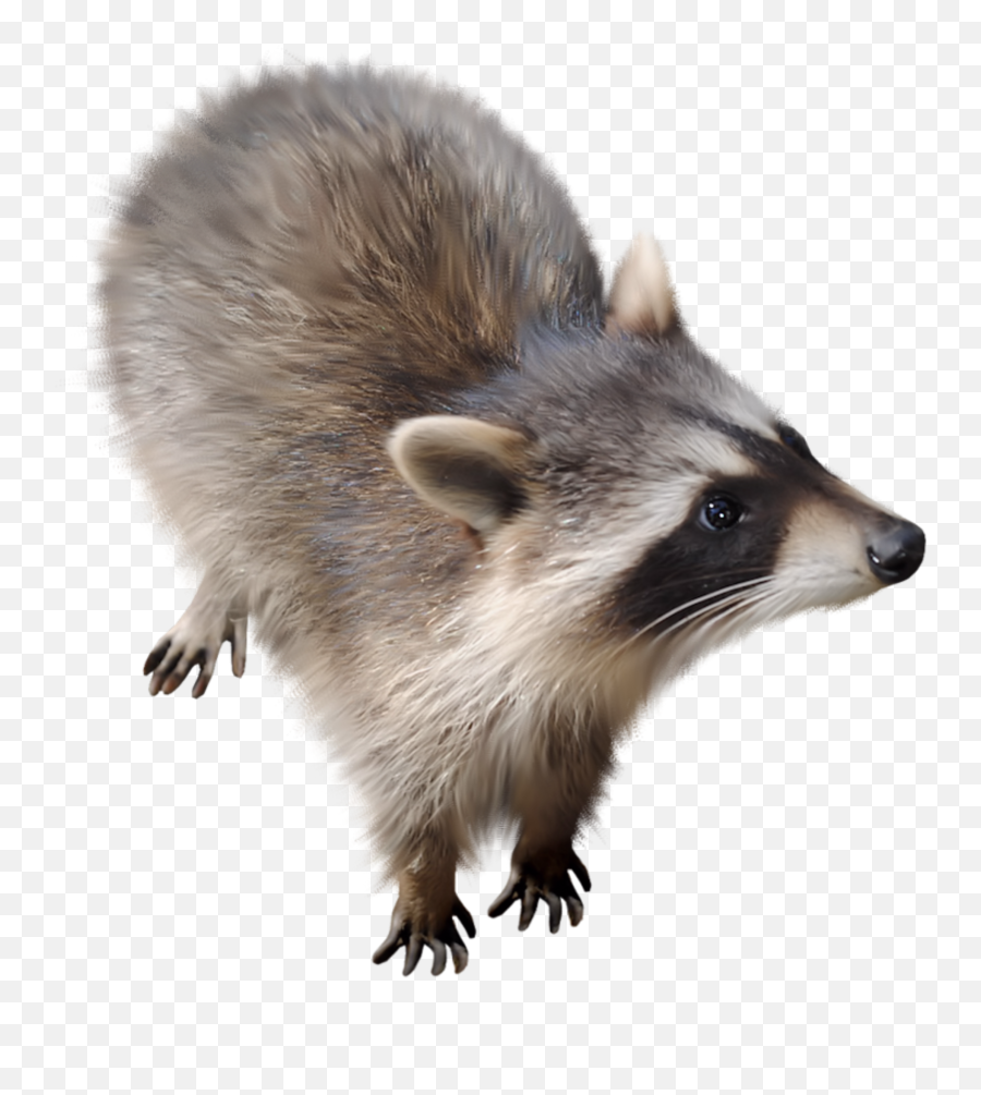 Raccoon Animal Freetoedit - Procyon Emoji,Raccoon Emoji