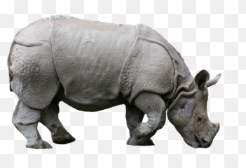 Rhino Animals Nature Sticker Png - Indian Rhino Emoji,Rhino Emoji