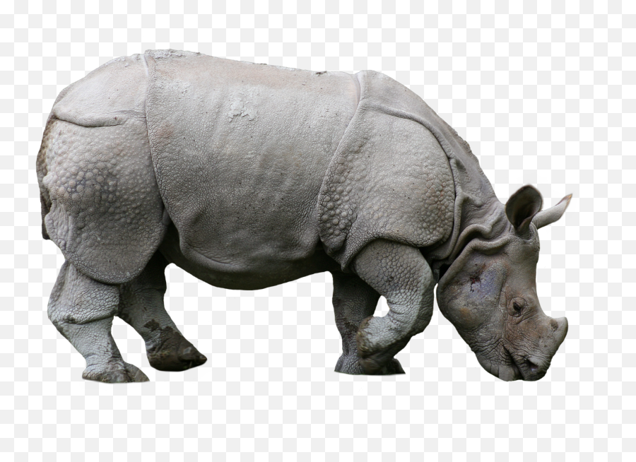 Rhino Animals Nature Sticker Png - Indian Rhino Emoji,Rhino Emoji
