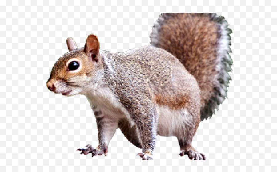 Clipart Squirrel Realistic Clipart Squirrel Realistic - Squirrel Clip Art Free Emoji,Squirrel Emoji