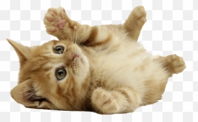 Download Cat Png 2 Hq Image - Cute Transparent Background Emoji