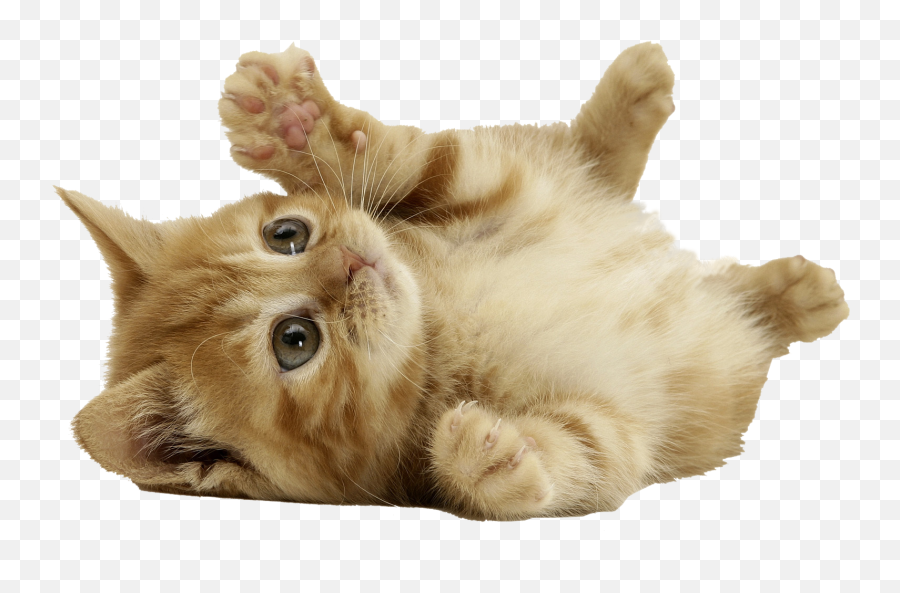 Download Cat Png 2 Hq Png Image - Cute Cat Transparent Background Emoji,Nyan Cat Emoji Google Chat