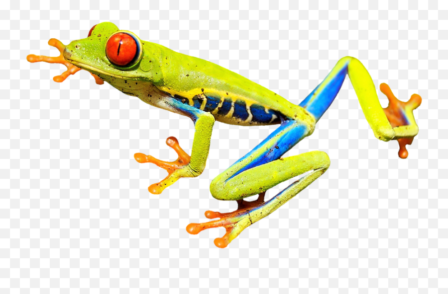 Free Frog Eyes Frog Images - Red Eyed Tree Frog Transparent Emoji,Cross Eye Emoji