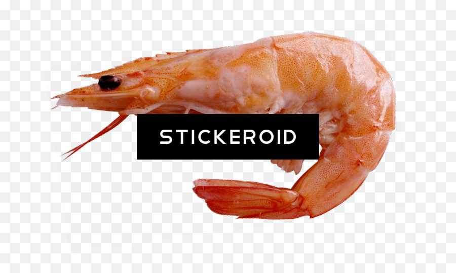 Picture - Shrimp Png Emoji,Shrimp Emoji