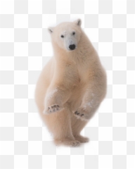 Polar Bear Freetoedit - Sticker By Lynn Gray Twerk Ours Emoji,Polar Bear Emoji