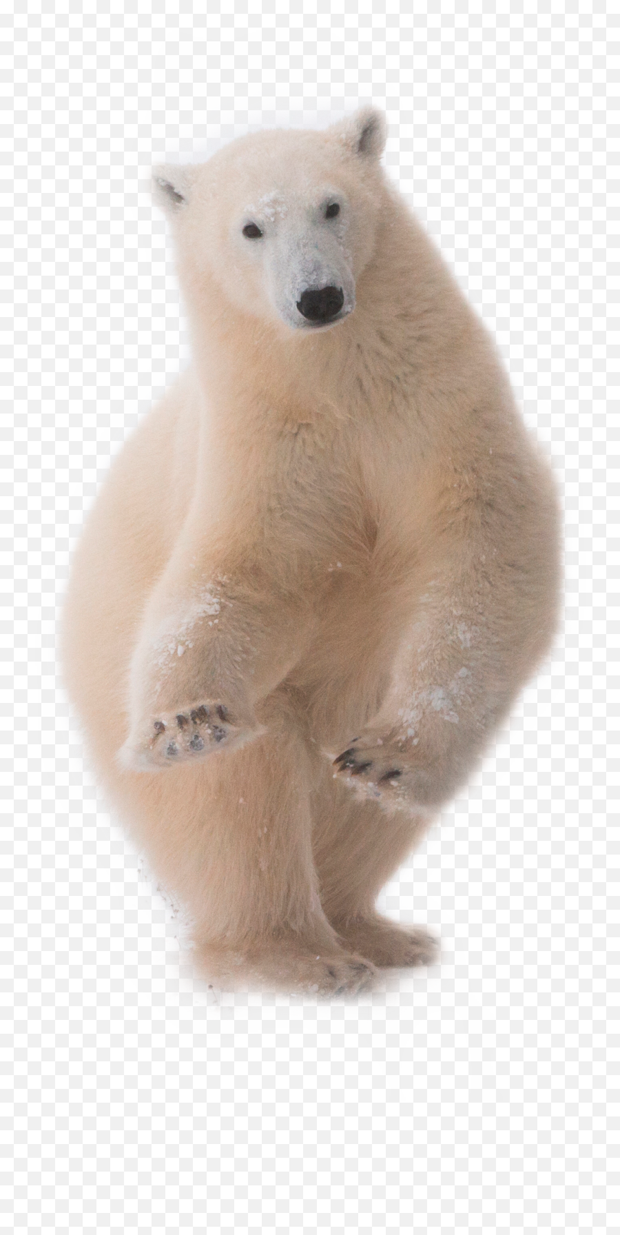 Polar Bear Freetoedit - Sticker By Lynn Gray Twerk Ours Emoji,Polar Bear Emoji