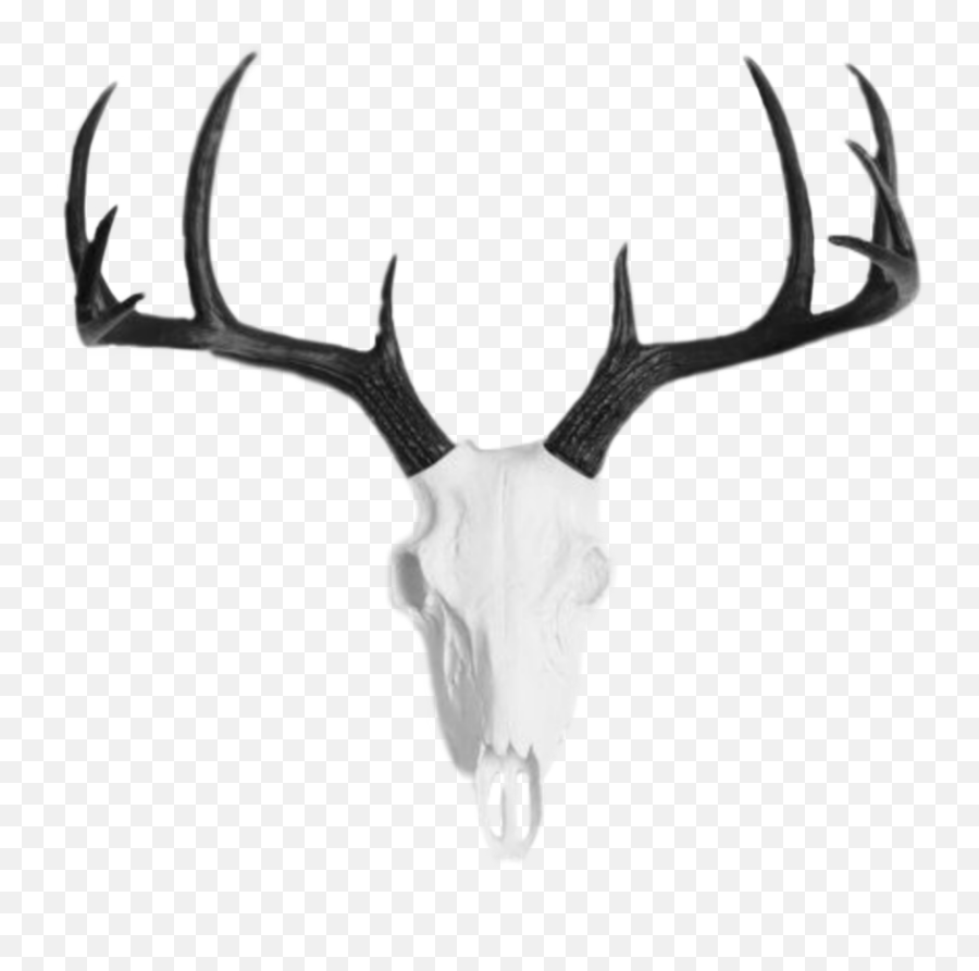 Deerskull Skull Deer - White Painted Deer Skull Emoji,Deer Hunting Emoji