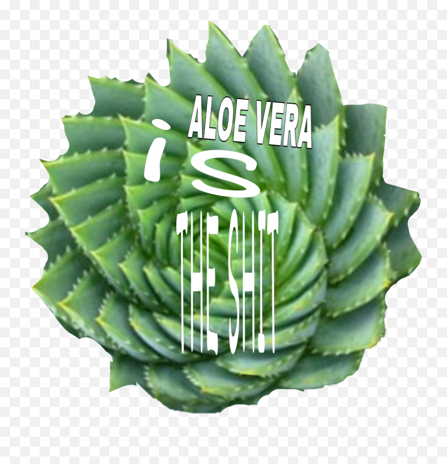 Aloe Aloevera Aloeveragel Nature Sticker By Trip - Aloe Polyphylla Emoji,Sunburn Emoji