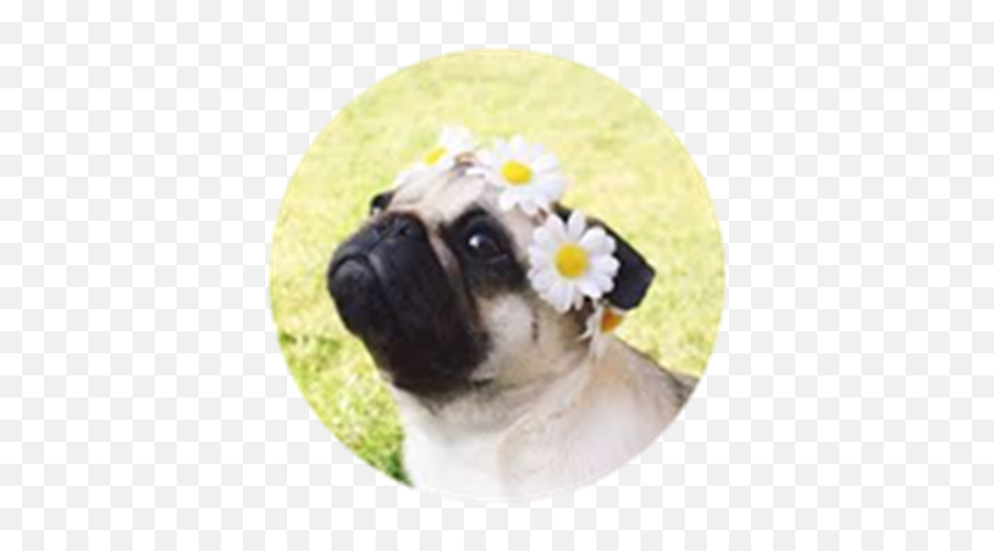 This Is A Pet U Can Have But Its A Pug - Roblox Pug With Flower Crown Emoji,Pug Emoji