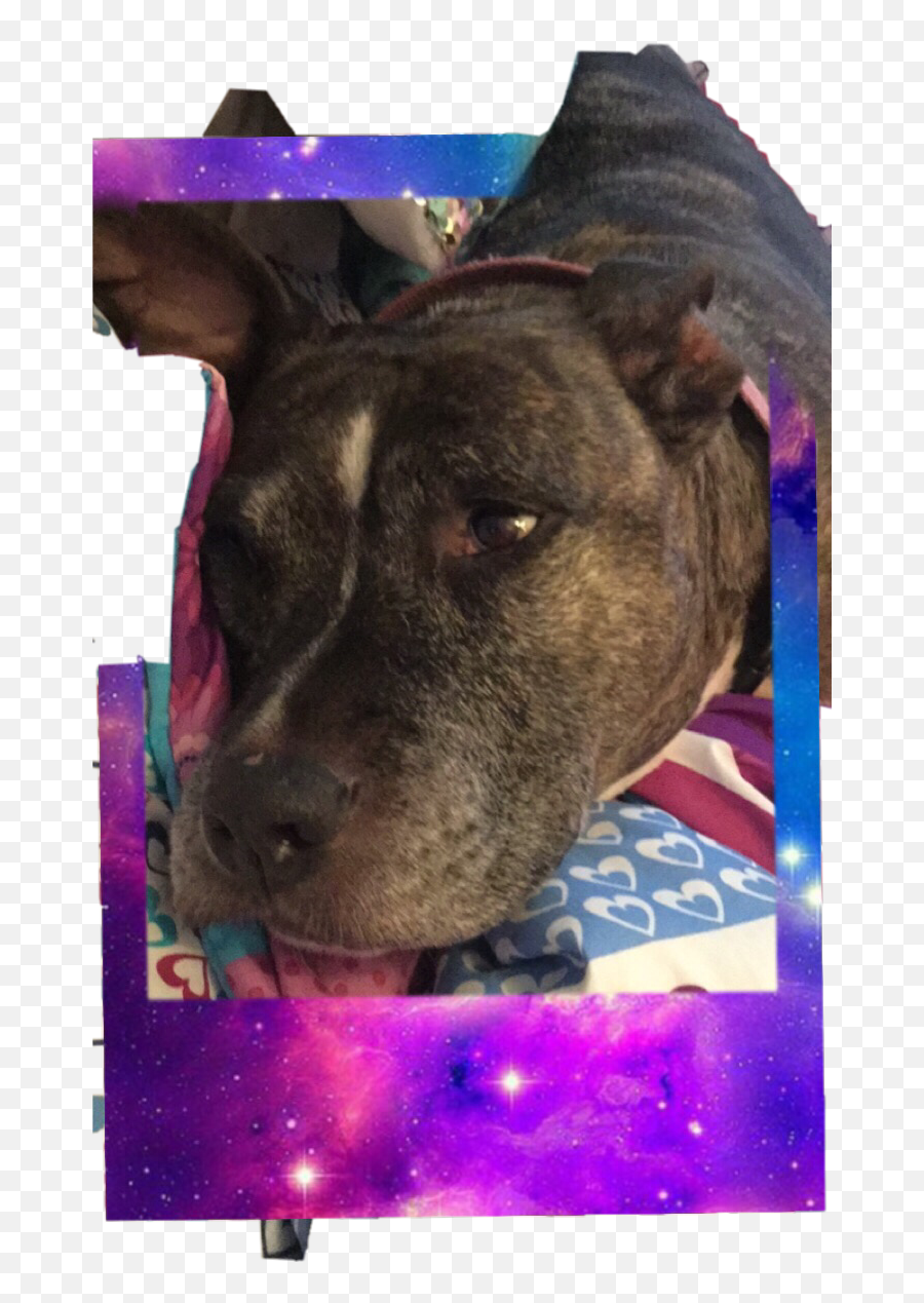 Newyork Doggystyle Polaroid - Staffordshire Bull Terrier Emoji,Emoji Doggy Style