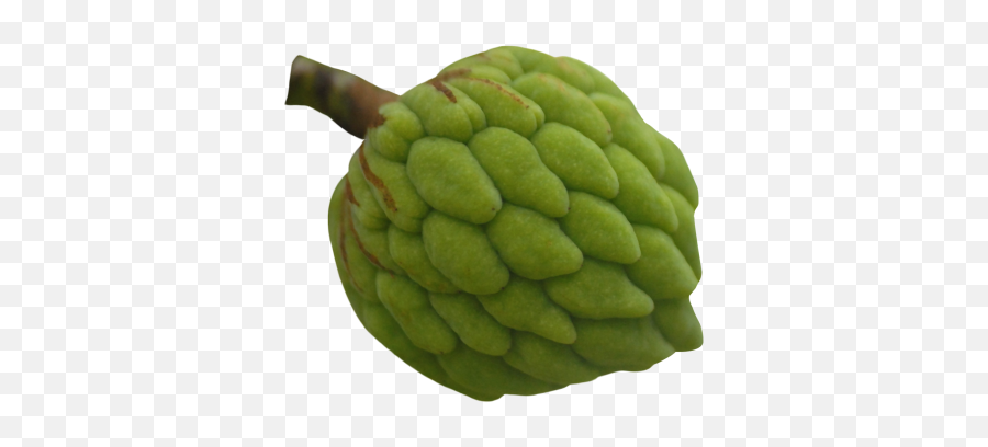 Apple Fruit Slice Green Transparent Picture - 20032 Transparent Custard Apple Png Emoji,Custard Emoji