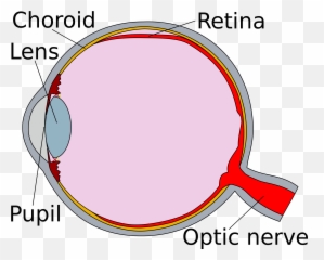 Eye Clipart Human - Diagram Of The Retina HD Png Emoji
