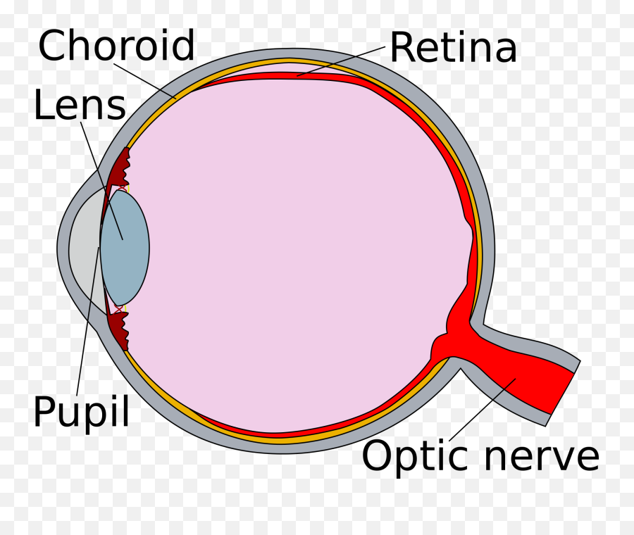 Eye Clipart Human Eye - Diagram Of The Eye Retina Hd Png Retina Of The Eye Diagram Emoji,Googly Eyes Emoji