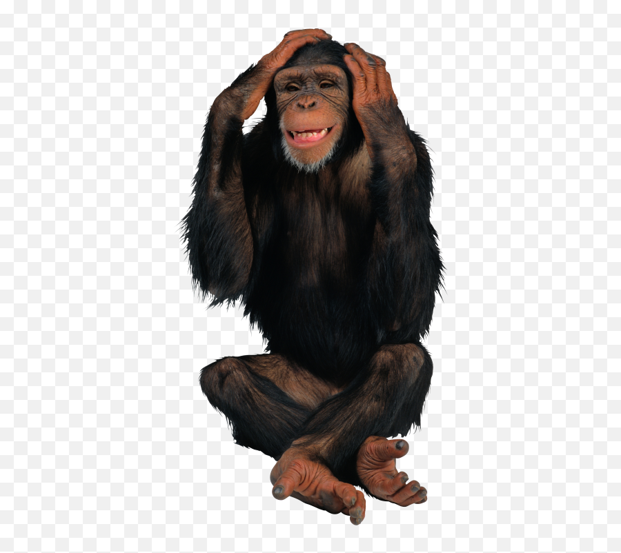 Monkey Png And Vectors For Free - Monkey Png Emoji,Monkey Covering Face Emoji