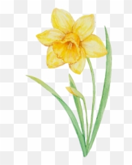 Flower Yellow Yellowflower Daffodil - Narcissus Emoji,Daffodil Emoji ...
