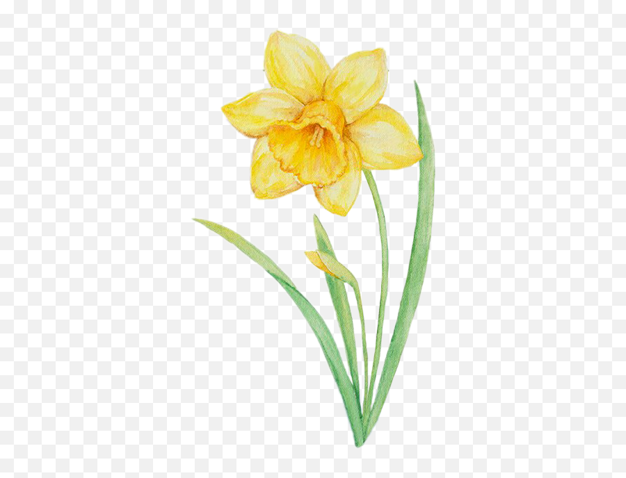 Daffodil Daffodils Flower Flowers - Lily Emoji,Daffodil Emoji - free ...