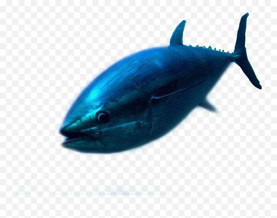 Fish Tuna Freetoedit - Billfish Emoji,Tuna Emoji