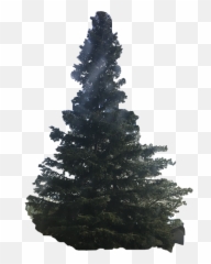 Outside Nature Evergreentree Evergreen - Christmas Tree Emoji,Evergreen Tree Emoji