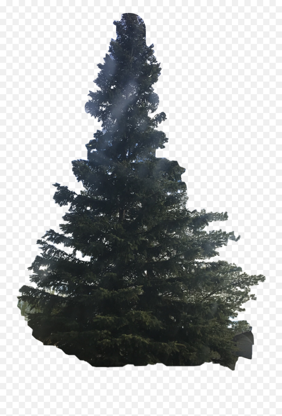 Outside Nature Evergreentree Evergreen - Christmas Tree Emoji,Evergreen Tree Emoji