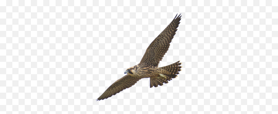 Free Png Images - Falcon Transparent Png Emoji,Falcon Emoji Iphone