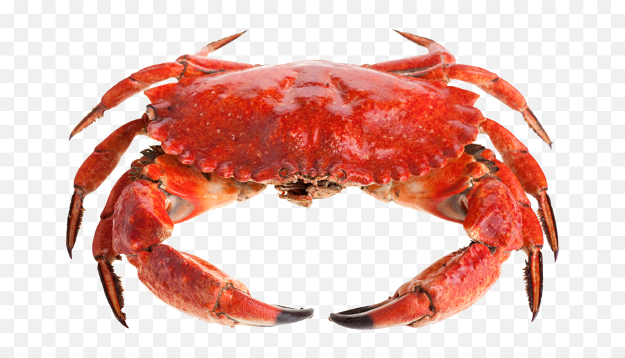 Crab Insects Free Png Transparent Background Images - Red Red Crab Png Emoji,Crab Emoji