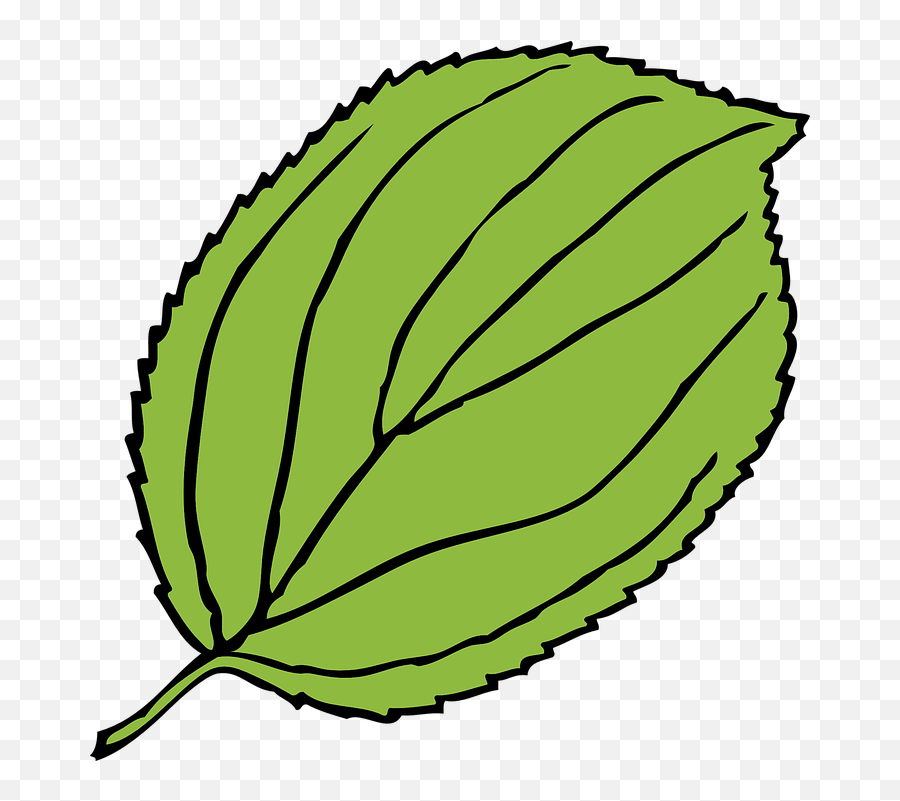 Free Green Apple Apple Illustrations - Apple Tree Leaf Clipart Emoji,Avocado Emoji