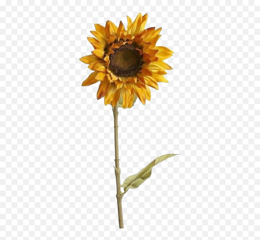 Download Tumblr Yellow Png - Aesthetic Sunflower Png Transparent Emoji,Yellow Flower Emoji
