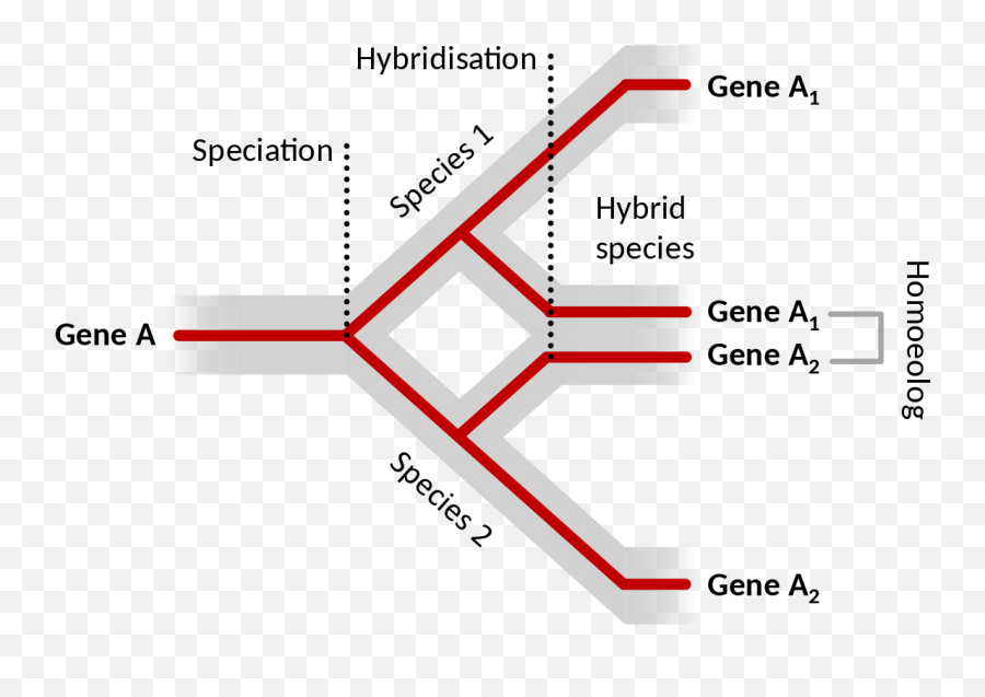 Homoeology - Diagram Emoji,Evolution Of Emojis