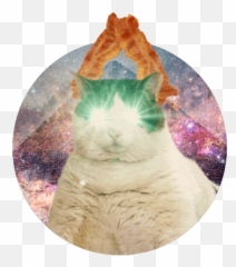 Top Seafood Cats Stickers For Android Ios - Transparent Loop Cat Gif Emoji,Cat Emoticons