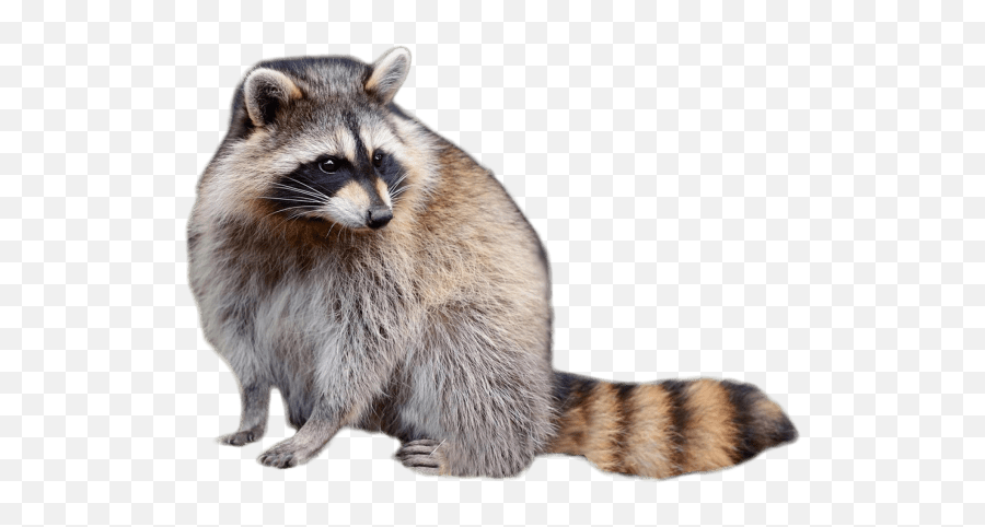 Raccoon Hat Transparent Png Clipart - Raccoon Png Transparent Emoji,Raccoon Emoji