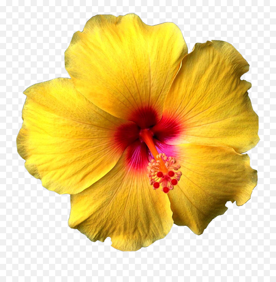 Hawaiian Hibiscus Hibiscusflower Nature - Hibiscus Flower Yellow Emoji,Hibiscus Emoji