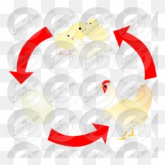 Chicken Life Cycle Stencil For Classroom Therapy Use - Clip Art Emoji,Chicken Emoticon