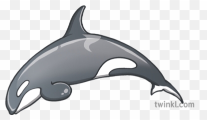 Marine Life Emoji Whale Orca Newsroom Ks2 Illustration - Killer