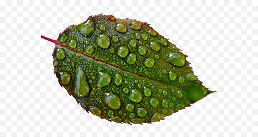 Rosenblatt Drip Raindrop Wet - Leaf Drop Water Png Emoji,Wet Drops Emoji