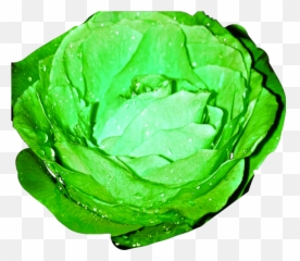 The Newest Cabbage Stickers - Lettuce Emoji