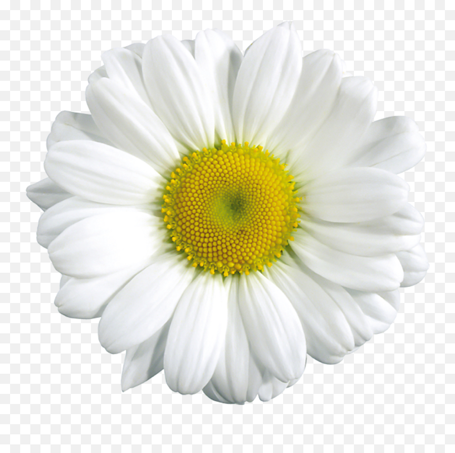 Free Daisy Clipart Public Domain Flower Clip Art Images And - Transparent Background Daisy Clip Art Emoji,Daisy Emoji