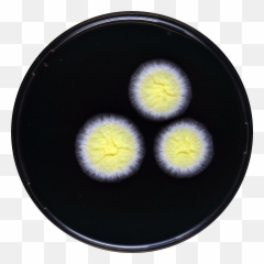 Aspergillus Tonophilus Yes - Circle Emoji,Cell Phone Emoticon