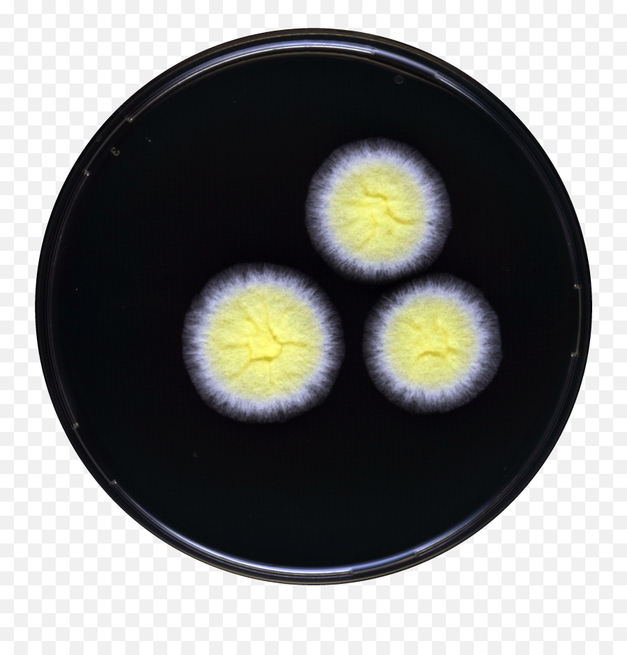 Aspergillus Tonophilus Yes - Circle Emoji,Cell Phone Emoticon