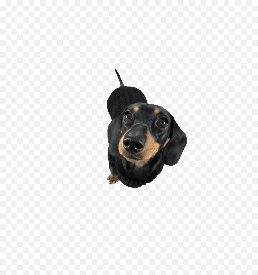 Popular And Trending Dachshund Stickers On Picsart - Dachshund Emoji,Wiener Dog Emoji
