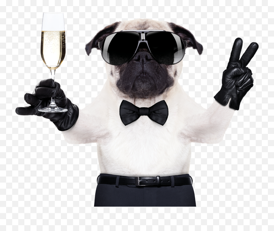 Cool R Transparent U0026 Png Clipart Free Download - Ywd Cool Pug Dog Emoji,French Bulldog Emoji