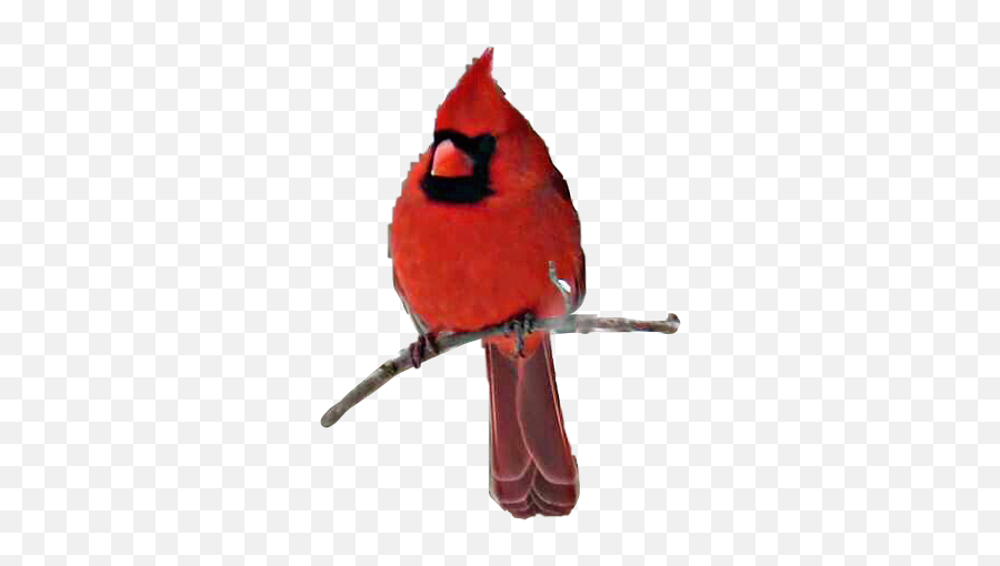 Red Bird Branch Cardinal Beautiful Petsandanimals Freet - Northern Cardinal Emoji,Cardinal Emoji