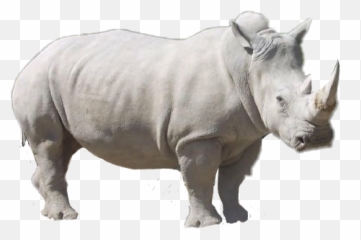 Scrhino Rhino - Rinoceronte Blanco Muere En República Checa Solo Quedan Cuatro En El Mundo Emoji,Rhino Emoji