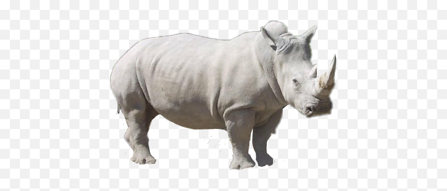Scrhino Rhino - Rinoceronte Blanco Muere En República Checa Solo Quedan Cuatro En El Mundo Emoji,Rhino Emoji