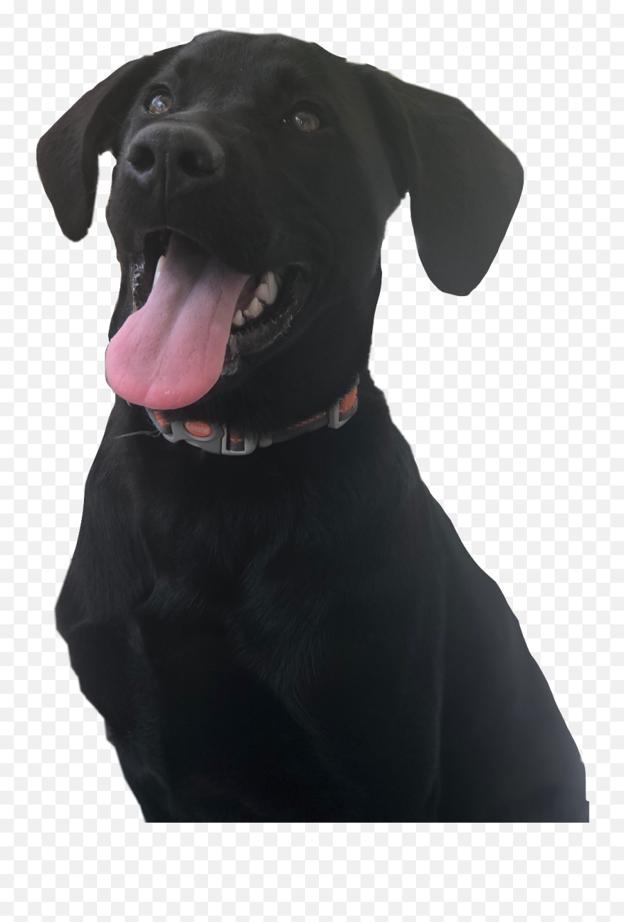Puppydog Blacklab Freetoedit - Companion Dog Emoji,Black Lab Emoji