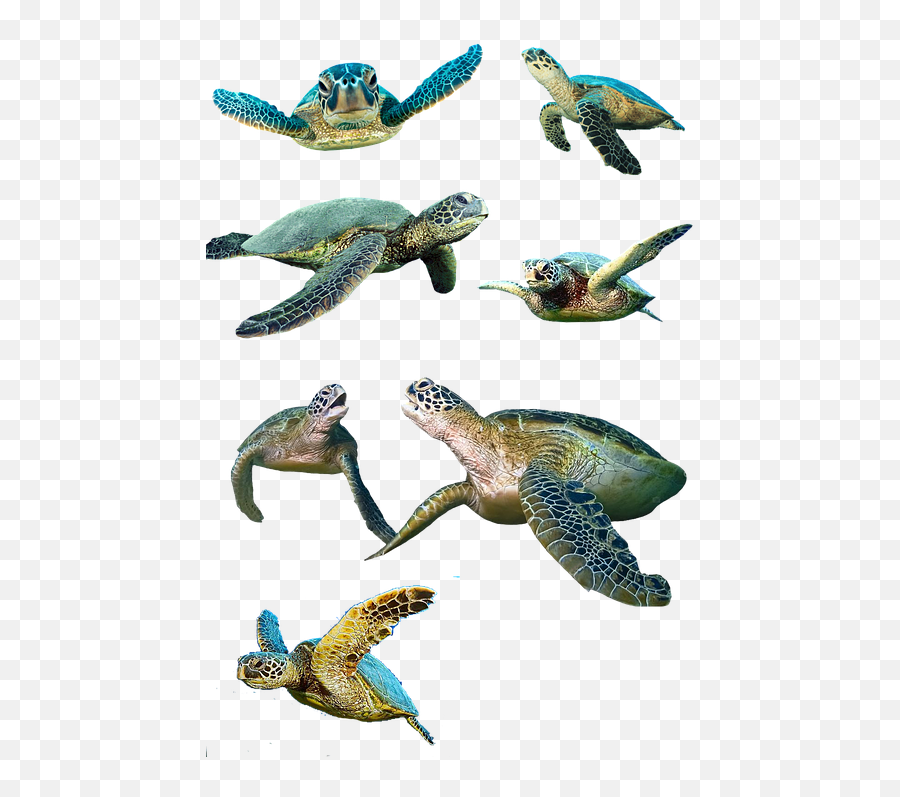 Free Tortoise Turtle Images - Baby Sea Turtle Png Emoji,Google Turtle Emoji