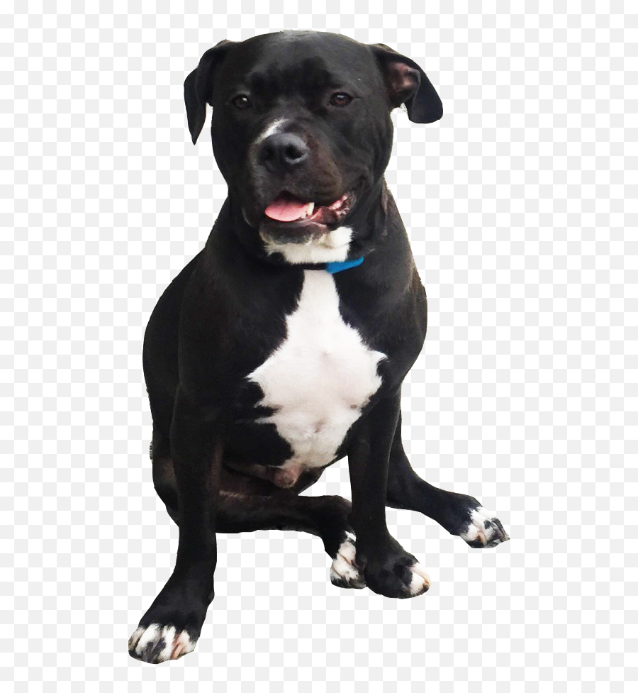 Pitbull - Staffordshire Bull Terrier Png Emoji,Pitbull Emoji