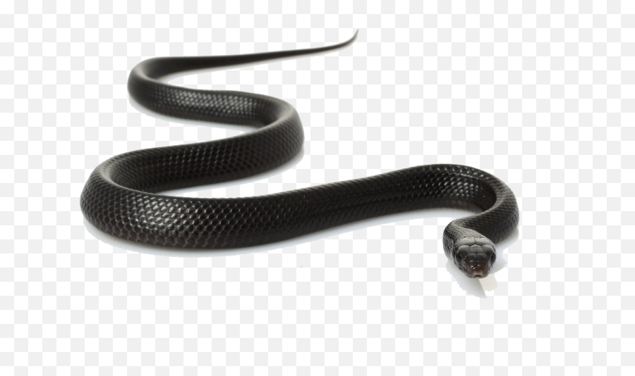 Black Snake Clipart Hq Png Image - Black Mamba Snake Png Emoji,Snake Boots Emoji