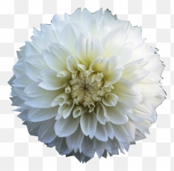 Flower overlay png Transparent FREE for - Dahlia Emoji