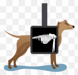 Animal X Rays Clipart - Dog X Ray Clipart Emoji,X Ray Emoji